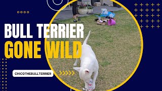 Crazy Bull Terrier Goes Wild While I'm Gardening!