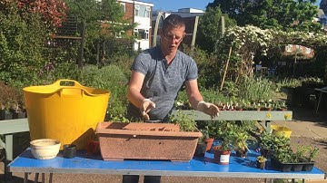 How to create a Perfect for pollinators window box