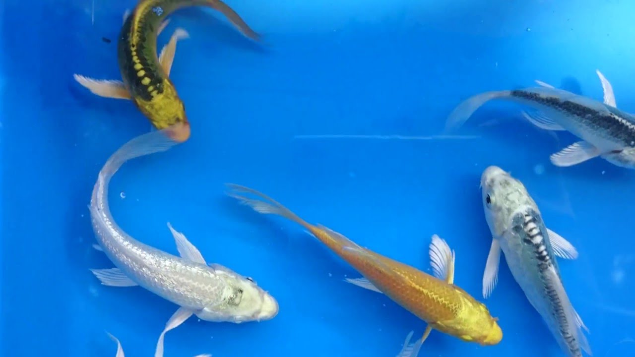 中埔金魚錦鯉繁殖場 04 09 龍鯉 Youtube