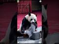 Pandas are incredibly strong 🐼🤯#panda #trending #cute #cutepanda