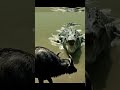 Beast Mode Triggered Heart Stopping Animal Attack  #animals #nature #wildanimals #wildlife