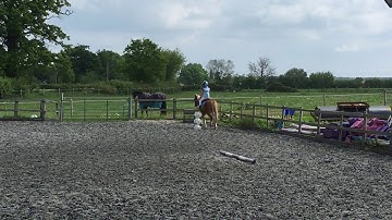 2019 Demi Dressage Shallow Loops Training Video