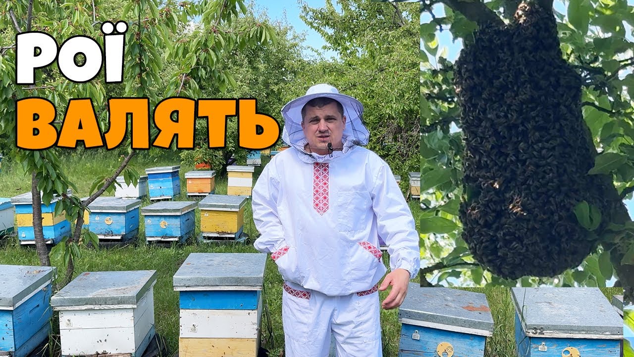 Рои летят один за другим! ПАНИКА!