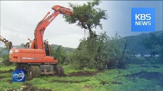 FIRE BLIGHT CONCERNS FRUIT FARMERS / KBS뉴스(News)