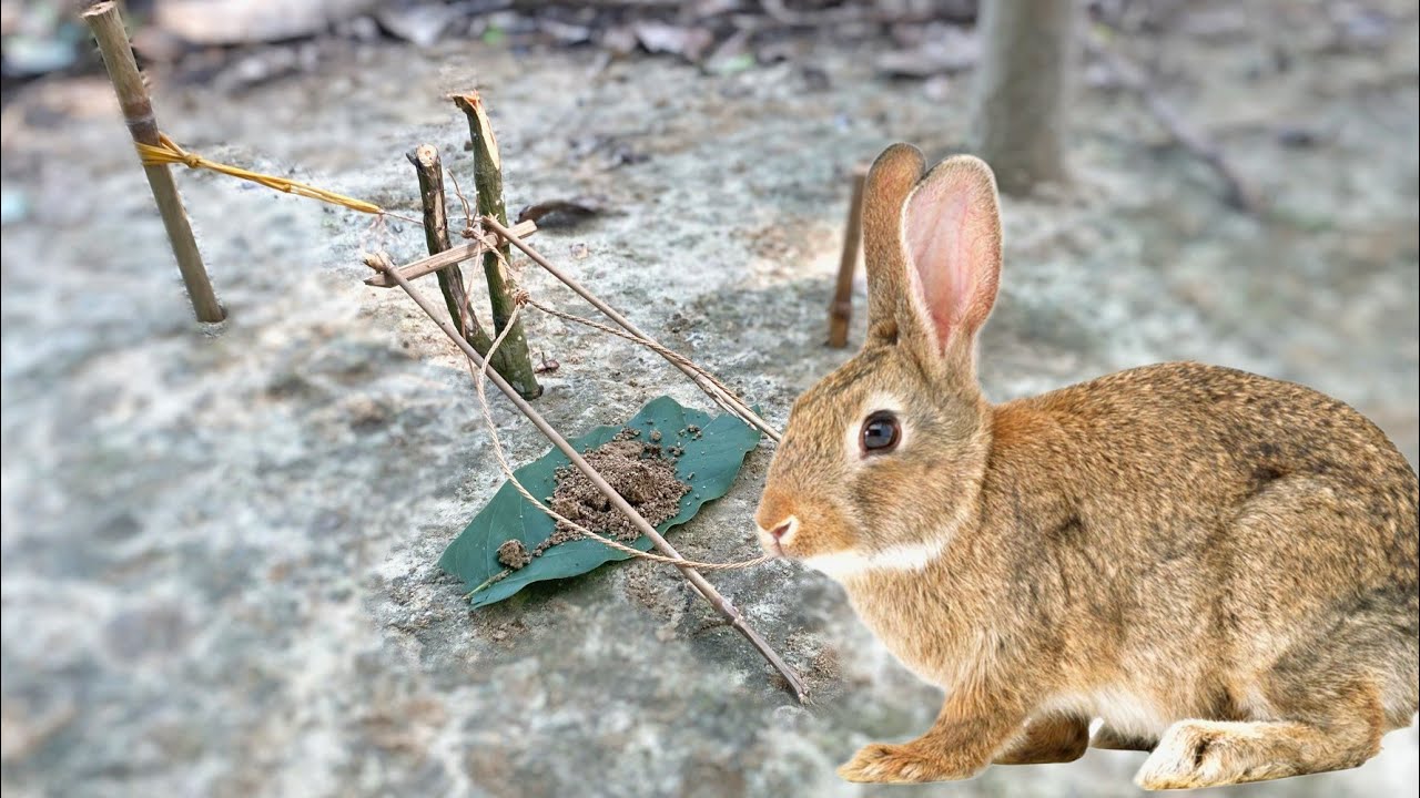 How I caught the dove bird inside the deep forest Quail bird tarp