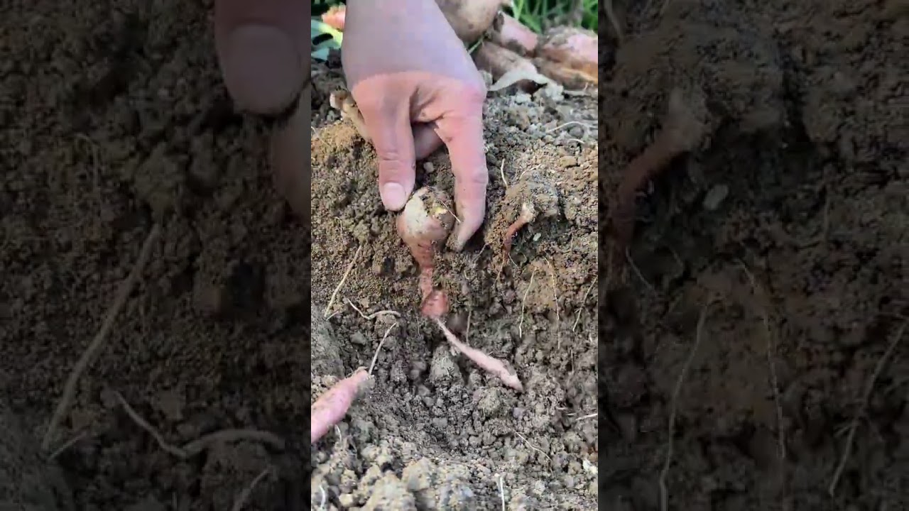 G1700270610642 mini rotary tillage and ridging all-in one tree shortview