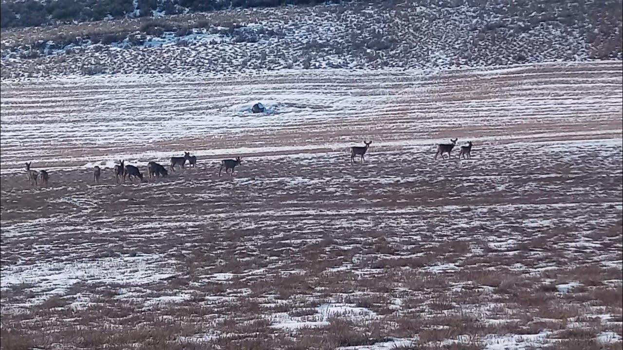 Mule Deer Hunting Washington State Hunting with a camera YouTube