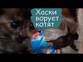 РЕАКЦИЯ ХАСКИ НА КОТЯТ/ БАЙКАЛ УКРАЛ КОТЕНКА