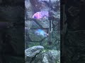 New all male peacock cichlids tank