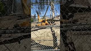 Visit the Gibbon Conservation Center with me!