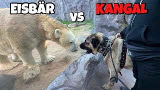 KANGAL REAGIERT auf LÖWEN & BÄREN im ZOO!😱 *ESKALATION* screenshot 3