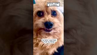 Suprizing The Dog With Funny Dance #Shorts #Dog #Dogs