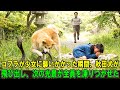 【奇跡の実話】コブラが突然少女に襲いかかった瞬間、混乱の中で秋田犬が猛スピードで飛び出した…その直後、目撃者全員が凍りつく衝撃の光景が現れた！