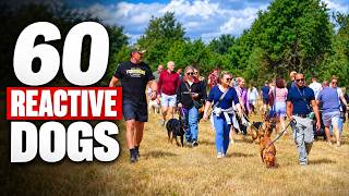Can You REALLY Fix a Reactive Dog in 5 Days? (The Truth)