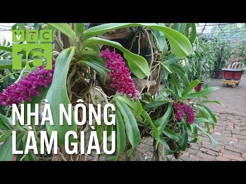 Kỹ thuật trồng lan Đai Châu 