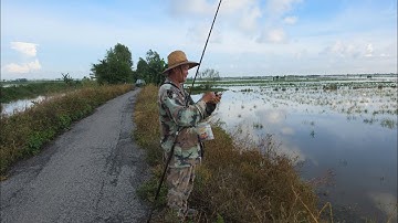 Mùa nước lũ về trải nghiệm câu ếch và cách câu ếch thế nào?