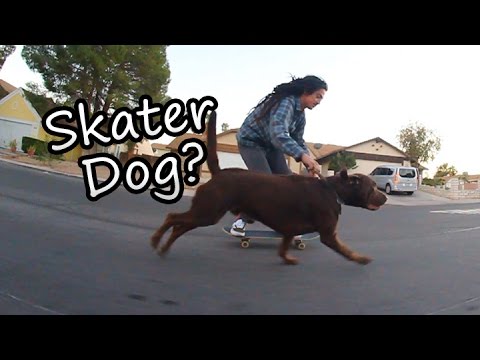 black mirror season 5 Every Skater Needs This Dog!