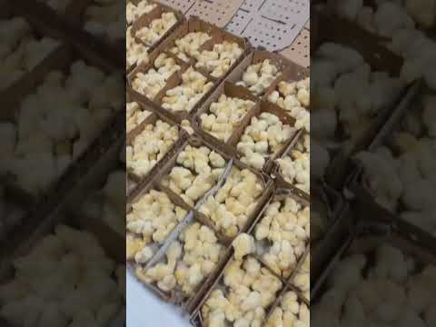 سلام فروش جوجه گوشتی راس درجه یک شرکت آذرجوجه شیرزاد شماره تماس ۰۹۱۹۵۸۴۲۹۵۰