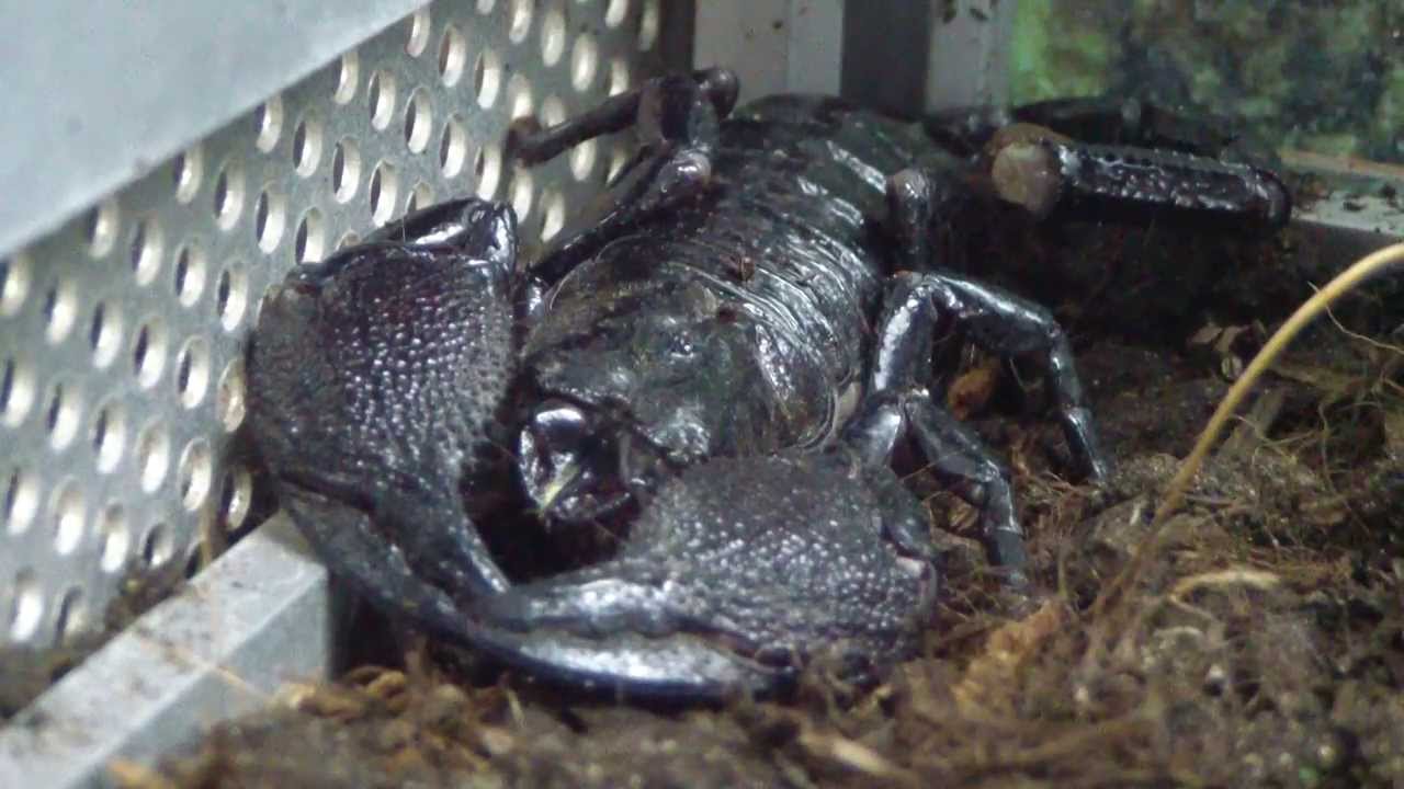 Скорпион императорский. Pandinus imperator.