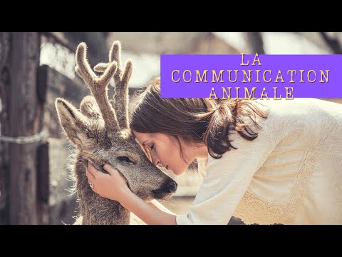 La communication ANIMALE : APPRENDRE à PARLER avec ton chat ? (ou ton chien?)