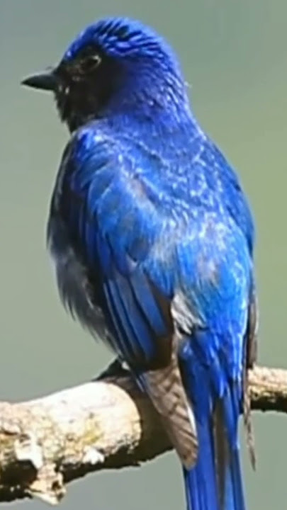burung Niltava kumbang padi gacor