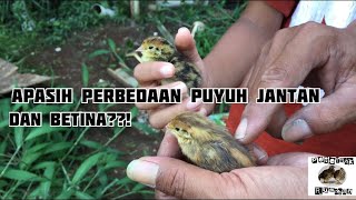 perbedaan puyuh jantan dan betina sejak doq || PETERNAK RUMAHAN