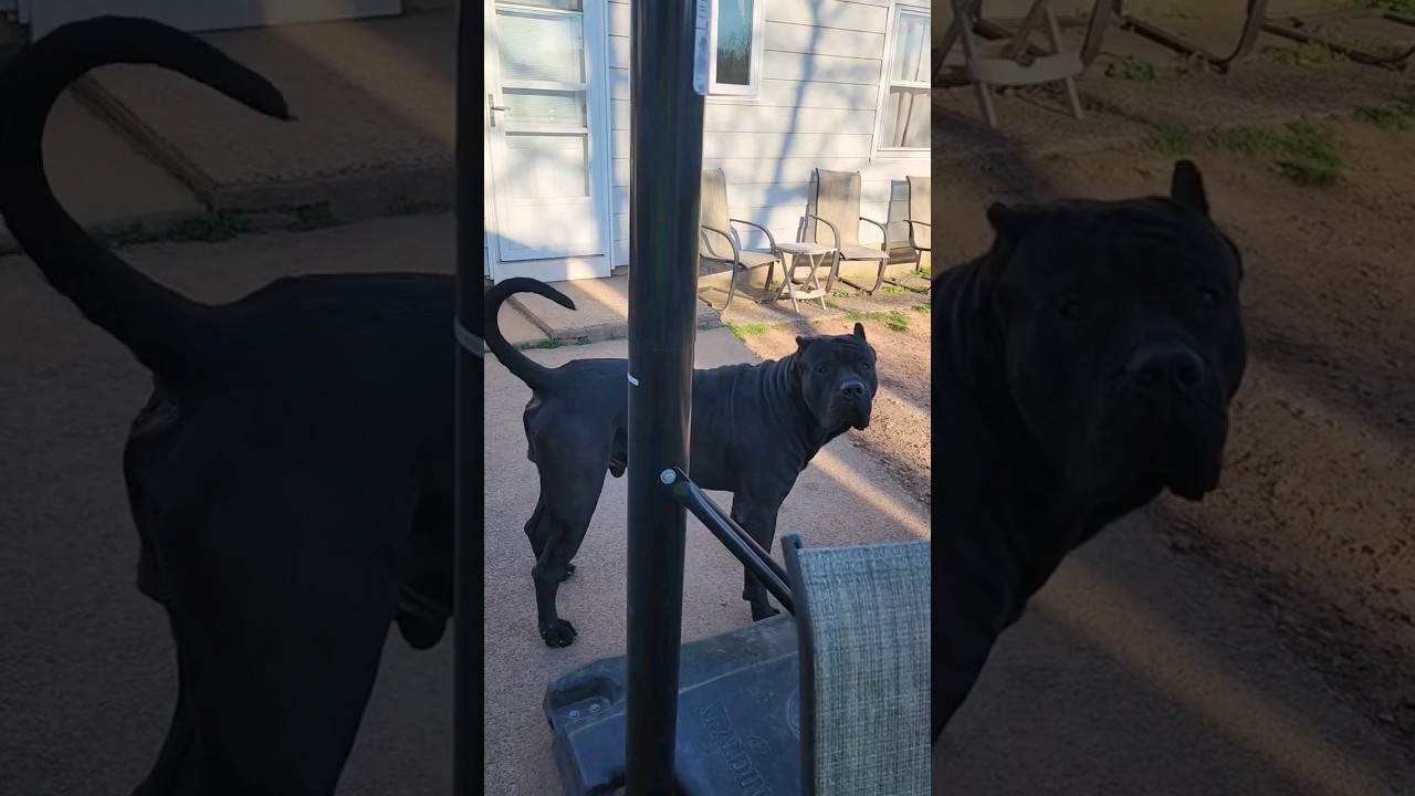 Panthero – SocalPresa Jet Black Presa Canario in New Jersey