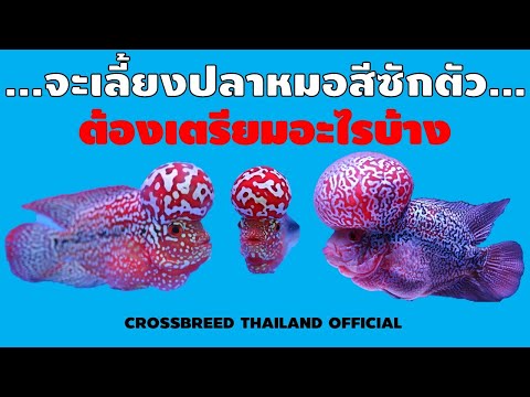 จะเลี้ยงปลาหมอสีซักตัว...ต้องเตรียมอะไรบ้าง