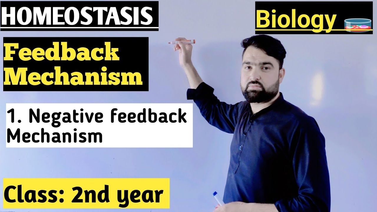 Negative Feedback Mechanism|Feedback Mechanism|Homeostasis|Class 2nd ...