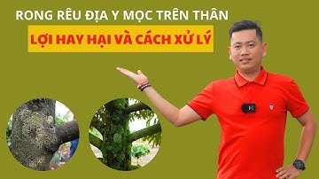 Cách xử lý rong rêu địa y bám trên thân sầu riêng | Nông Nghiệp Tây Nguyên TKA