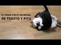 El Gran Circo Mundial de los Gatos | Funny Cats