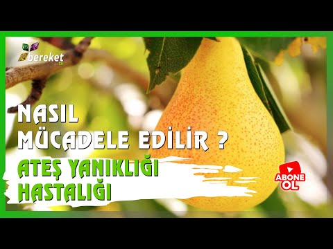 Video: Armut Ağacı Çiçeklenmez - Armut Ağacımın Çiçeklenmemesinin Nedenleri