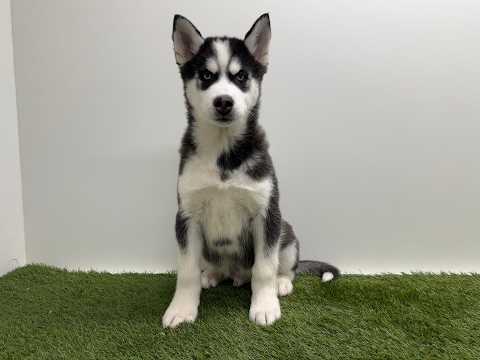 Video Husky de Siberie