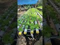 Cultivar tus alimentos 🍅🥬 en tu propia huerta hidropónica en casa #huertaorgánica #hidroponia