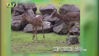 CameraTalk: Impala gives Birth