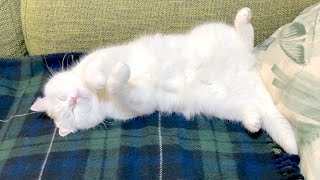 白猫は電気毛布に乗ると溶けるみたいですw