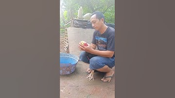 Indonesian corner man for qaib thaib and qaib phab mab | hint horozu farming in indonesia #shorts