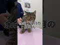 病気に気づかれず、治療もされなければ、この猫さんは命を奪われてます。
