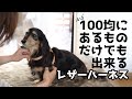 簡単！愛犬にピッタリなレザーハーネスの作り方