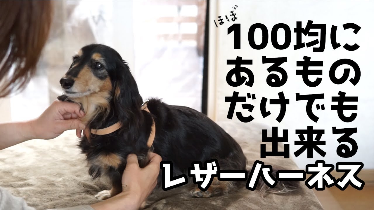 簡単！愛犬にピッタリなレザーハーネスの作り方 - YouTube