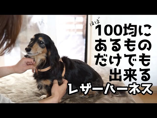 簡単！愛犬にピッタリなレザーハーネスの作り方 - YouTube