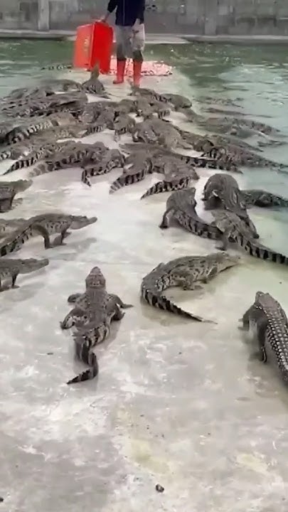 Strong crocodiles and the courage of their caretakers#Crocodiles#Shorts