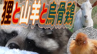 烏骨鶏と山羊と狸が居る暮らし(Living with Silkies, Goats and Tanuki.)