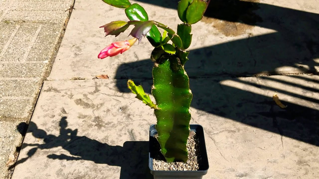 Holiday cactus grafted onto Dragon Fruit Cactus 