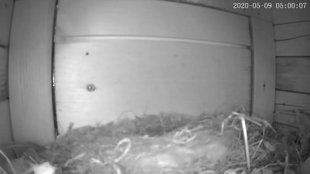 抱卵に入って11日目