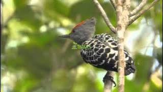 Suara Burung Caladi Tikotok Variasi