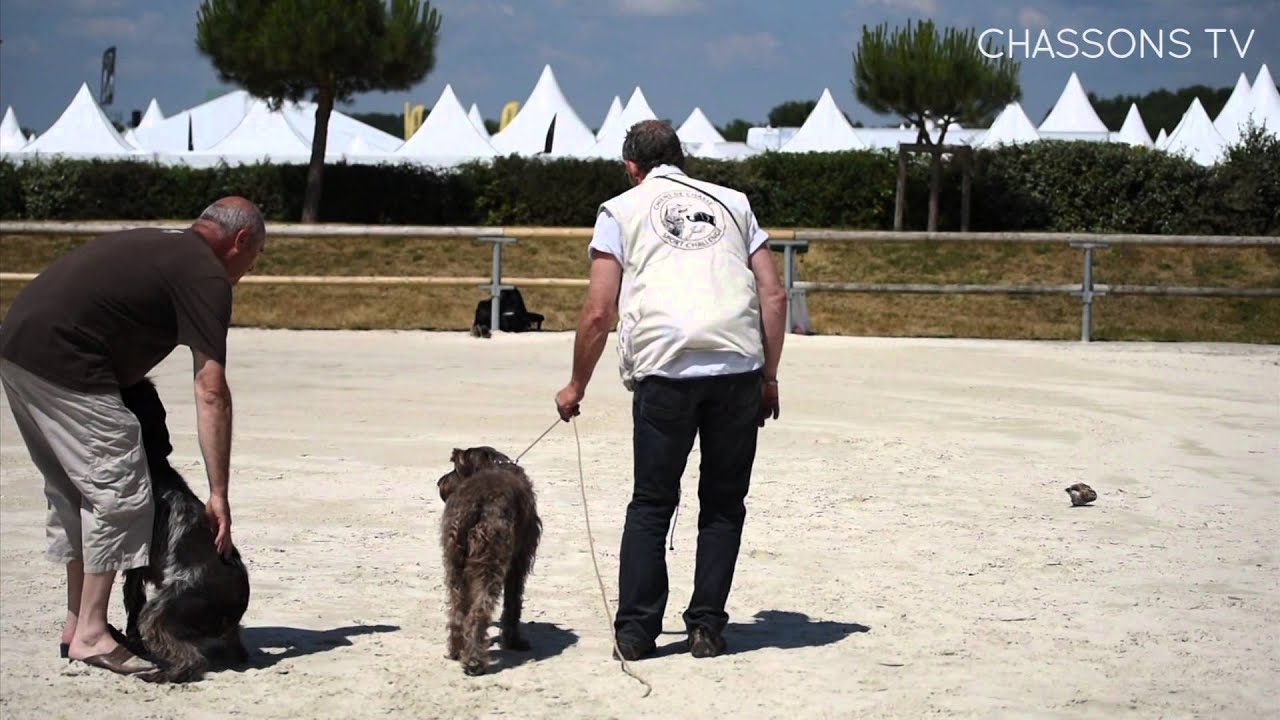 Cours de dressage au Game Fair - #1 arrêt à patron