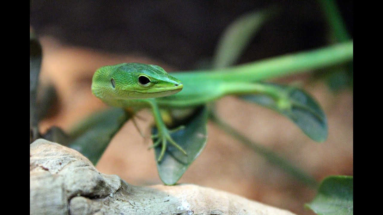 august 2019 Reptile/Amphibian Room August 2015[HD]