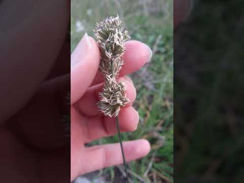 Video: Orchardgrass Nedir - Orchardgrass Yetiştirme Koşulları Hakkında Bilgi Edinin