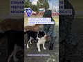 🥹🐶 ¡Puro lomito! Comando Chihuahua conoció a sus nuevos amigos de cuatro patas 🐾